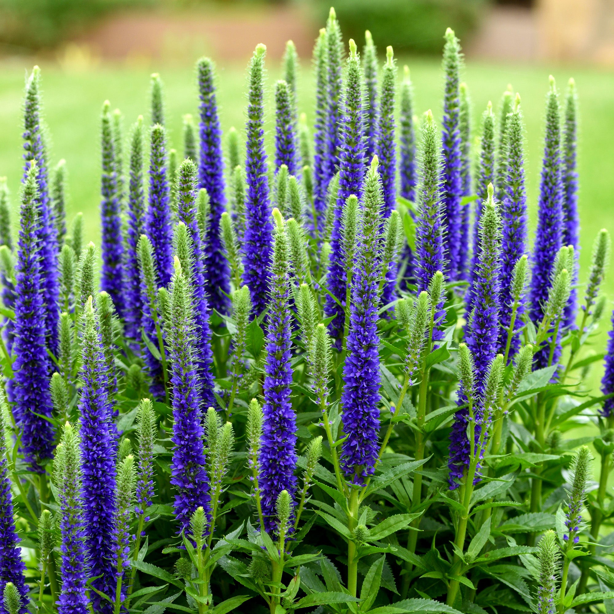 Axveronica 'Ulster Dwarf Blue'